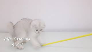 Продажа вислоухого котёнка. Scottish fold for sale / buy Продажа вислоухого котёнка. Scottish fold for sale / buy