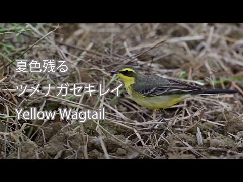 【夏色残る】ツメナガセキレイ Yellow Wagtail