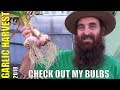 Harvesting Garlic from Vegepod with Pointers