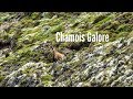 Two 9" Bucks | Chamois Hunting in New Zealand