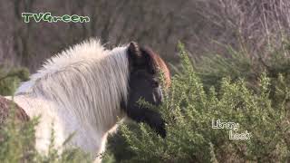 CameraTalk: Icelander Horses