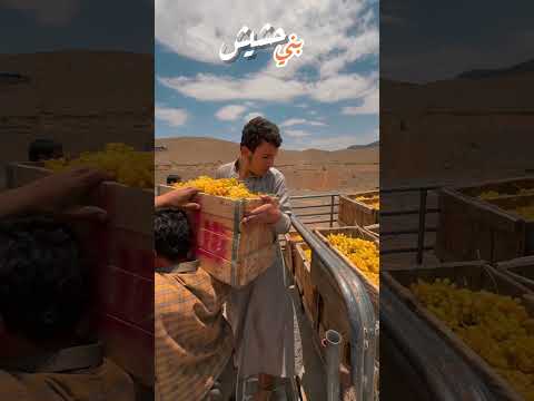 بني حشيش أرض العنب والذهب في اليمن اليمن صنعاء