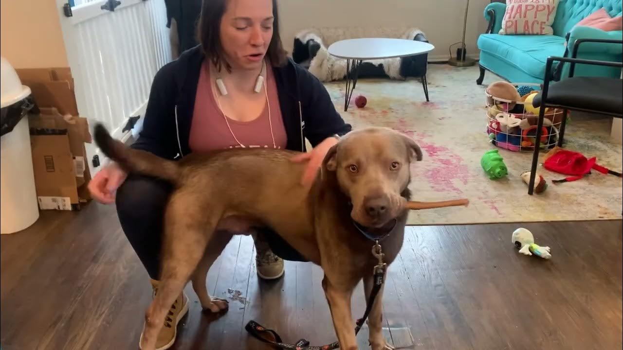 Sweetest boy Silver Jake - YouTube