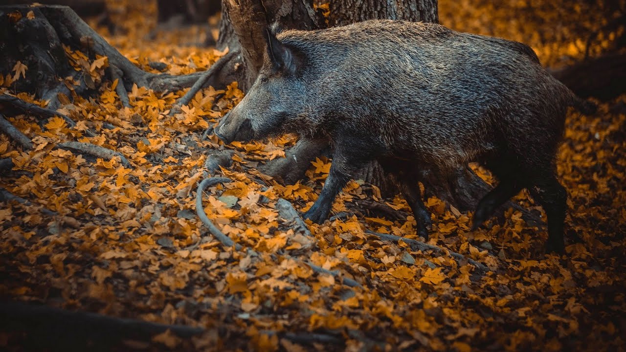 Plodovi zemlje, 5. listopada 2025.