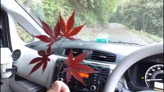 Maple Buds in Japan: Dank 420 Blaze it