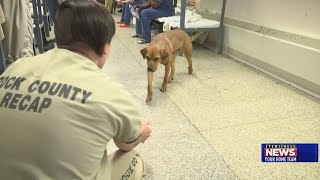 Rock County Jail pairs 'unadoptable' dogs and inmates