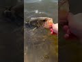 Aggressive largie catch and release #bassfishing #adventure #fishing #fish #catchandrelease