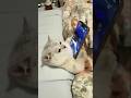 বিড়াল মোবাইলে কার্টুন দেখে💞#cat #funny #funnyshorts #funnyvideo