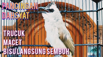 pancingan DAHSYAT, trucuk macet TRUCUK bisu ,putarkan ini 99,9 % pasti sembuh gacor kembali