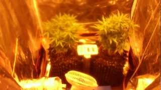 upgrades and day 14 flower