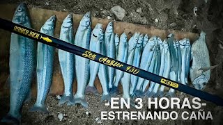Pesqué mejor de lo que esperaba - Pejerrey Panzón #pesca #pejerrey #amberjack 