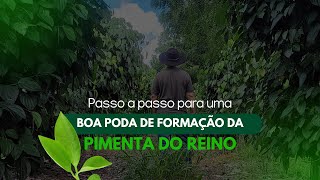 Como Fazer A Poda De Condução Da Pimenta Do Reino