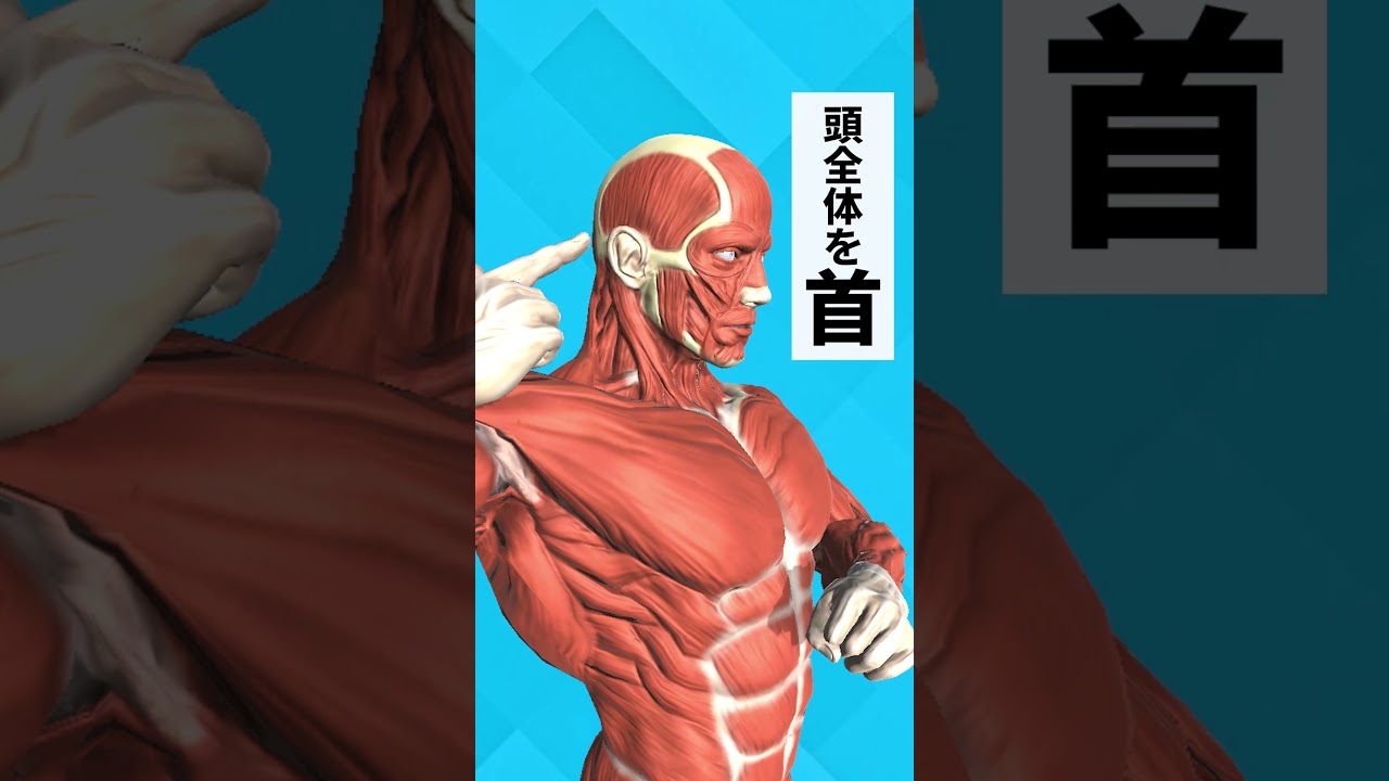 首ってドコからドコまで？頸部・項部・前喉部ってどうでもいいなっ！