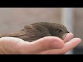 The Bird That Never Lands 🕊️