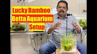 Building a Lucky Bamboo Betta Fish Natural Aquarium Setup | Beginners Aquarium | Mayur Dev's Tips 4K