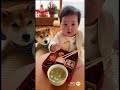 赤ちゃんと犬🐕 #赤ちゃん #犬 #ペキ柴 #pets #baby #dog #cute