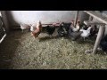 Сильный заговор, чтобы куры неслись каждый день