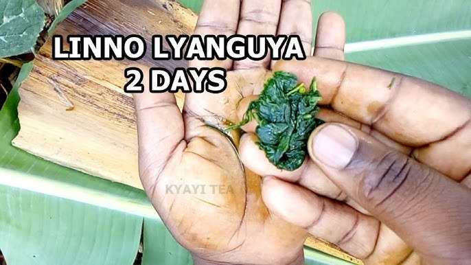 Ota va qizi jinsiy aloqa, 12 yoshli bokira