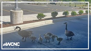 Wildlife rescuers trying to help authorities track down 'geese thieves'