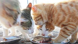 子猫とガリガリの母猫がおいしそうにご飯を食べる 食後は安心したのか家族仲良く過ごす