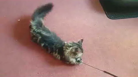 Watch the video about Cute Maine Coon/Norwegian Forest Cat Kitten jumps and plays with cat teaser