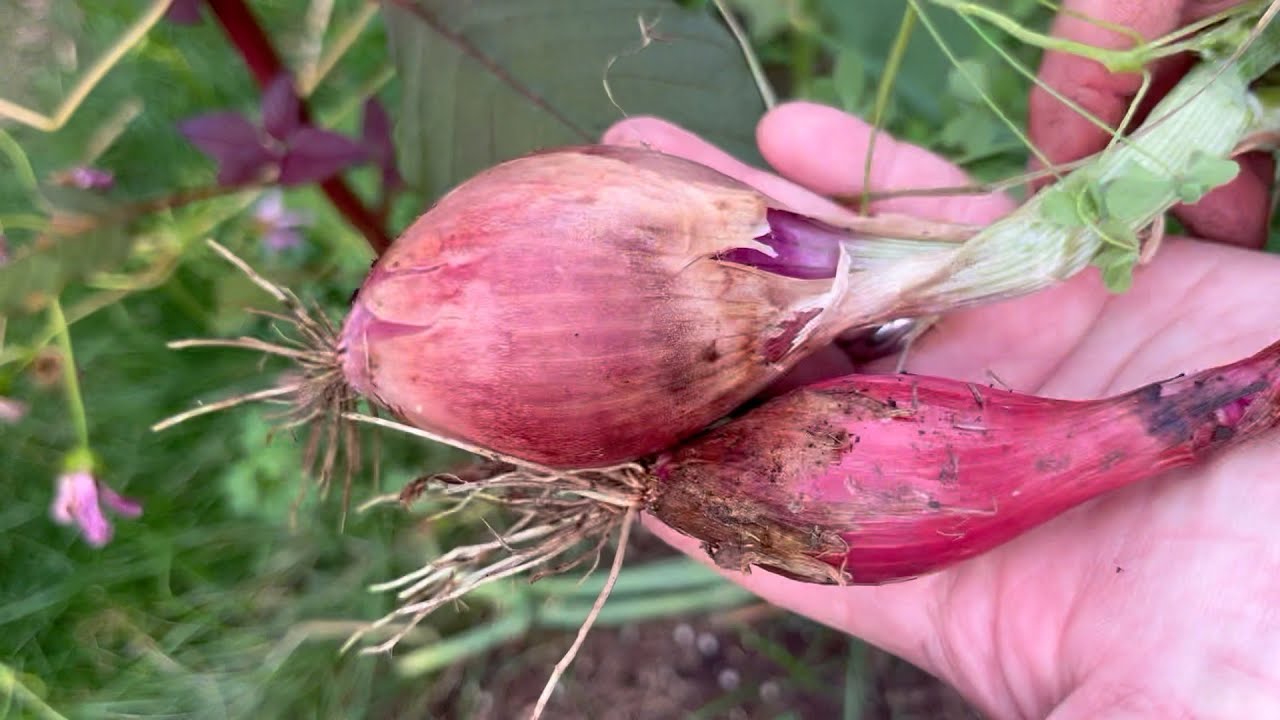 Onion Harvest : The Bittersweet Gardens