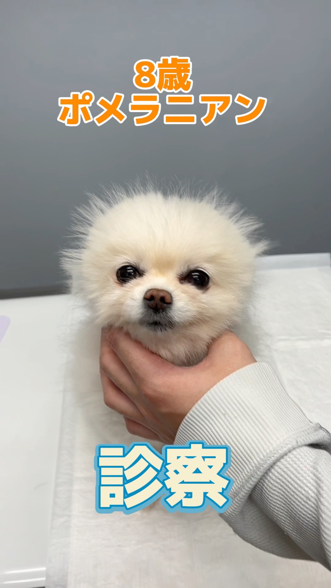 An 8-year-old Pomeranian accidentally ate chocolate and was taken