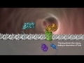 Mechanism for Iron Import by Neisseria Movie A
