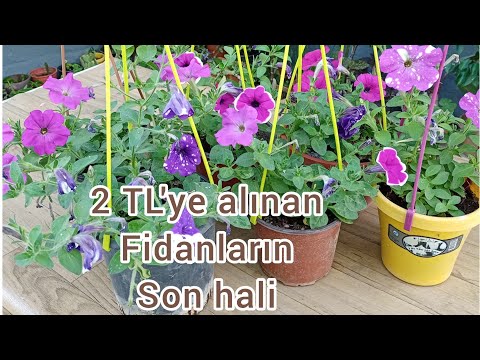 Video: Lantana niyə çiçək açmır?