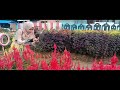 Taman Bunga CELOSIA | Aceh Singkil