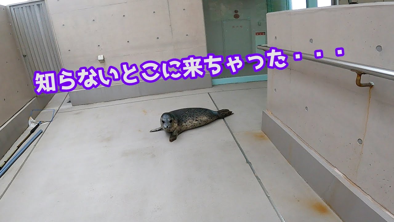 おんぷの大冒険