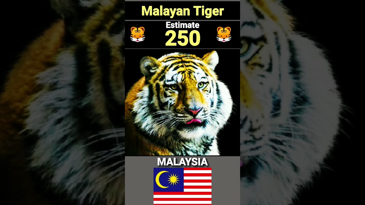 Tiger Population 2024 