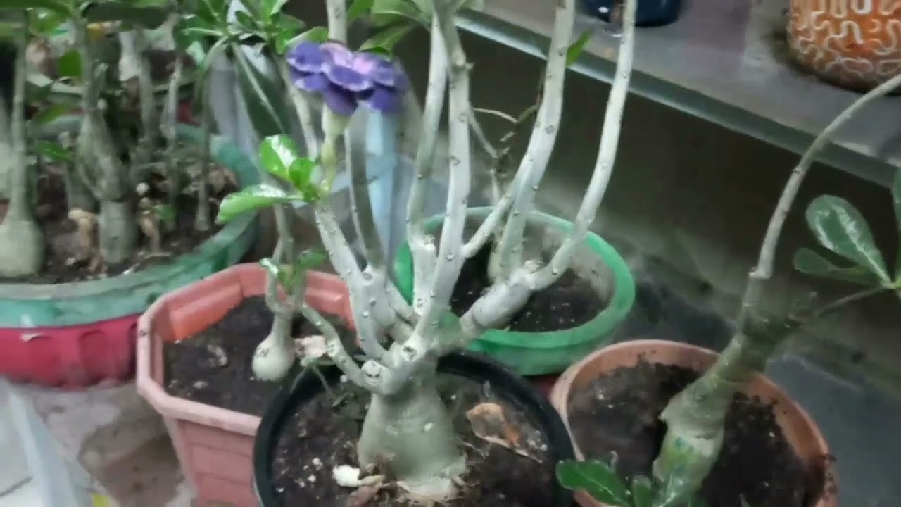 Adenium purple color