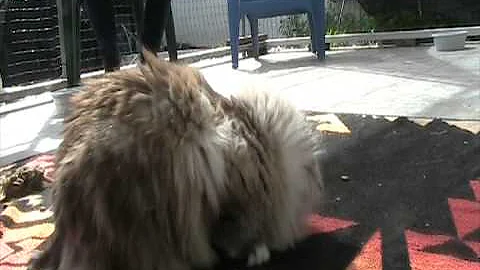 Watch the video about American Bobtail Female