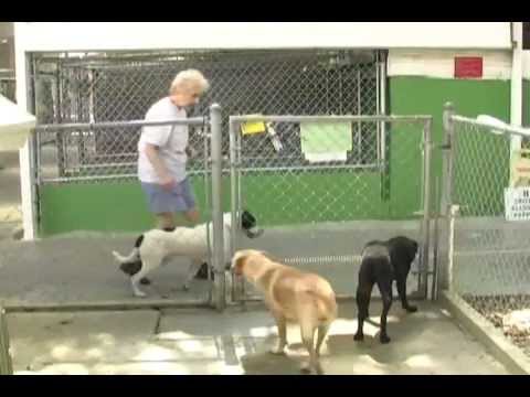 Volunteering With Shelter Dogs
