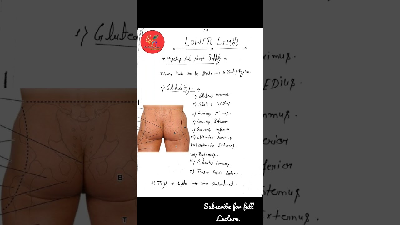 Muscle of Gluteal Region. 