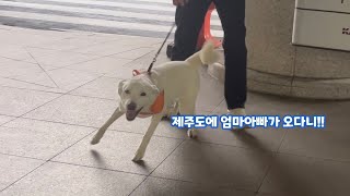 (Jindo) Dog's Reaction to Running Into Mom & Dad in Jeju