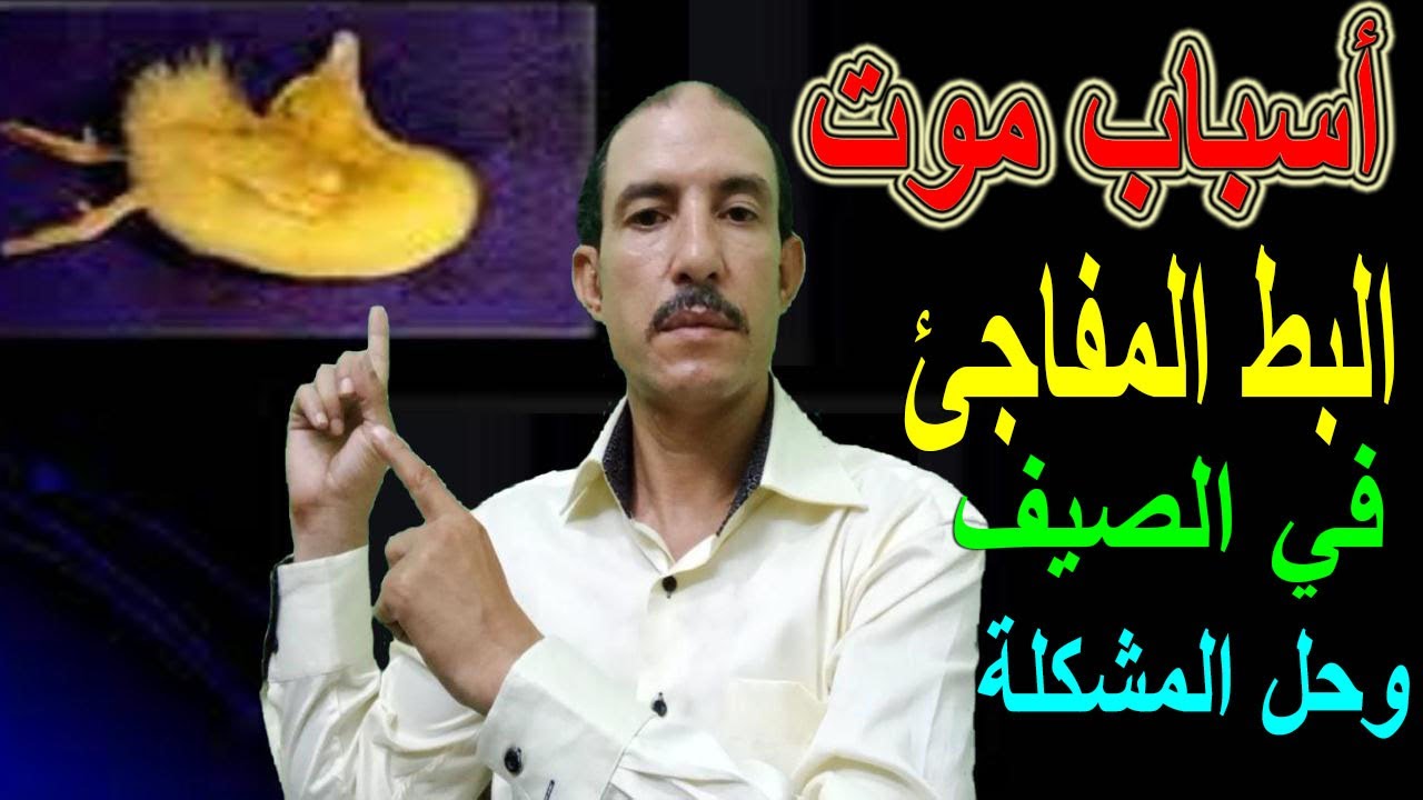 #موت_البط /أسباب موت البط المفاجئ والعلاج النهائي