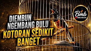 Kotoran Kecil, Diembun Ngembangin Bulu || Bengkel Murai Batu