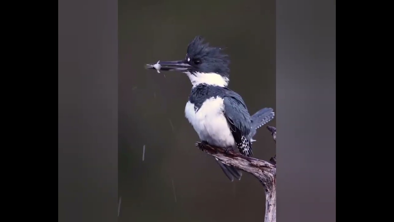 Belted Kingfisher at Dawn: A Silent Hunter Awakens
