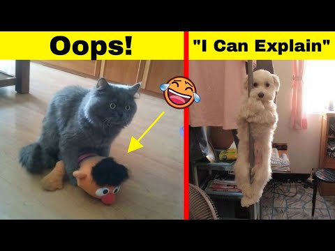 hilarious-times-naughty-pets-didn’t-expect-someone-to-be-home-so-soon