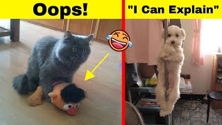 Hilarious Times Naughty Pets Didn’t Expect Someone To Be Home So Soon