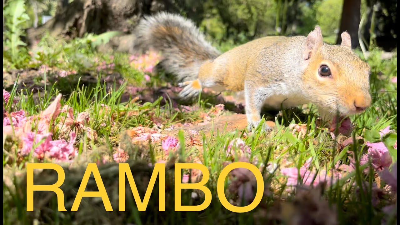 Squirrel Rambo Squirrel: not RAMBO, not RAMBO, RAMBO! Tacoma Washington 20230514 - YouTube