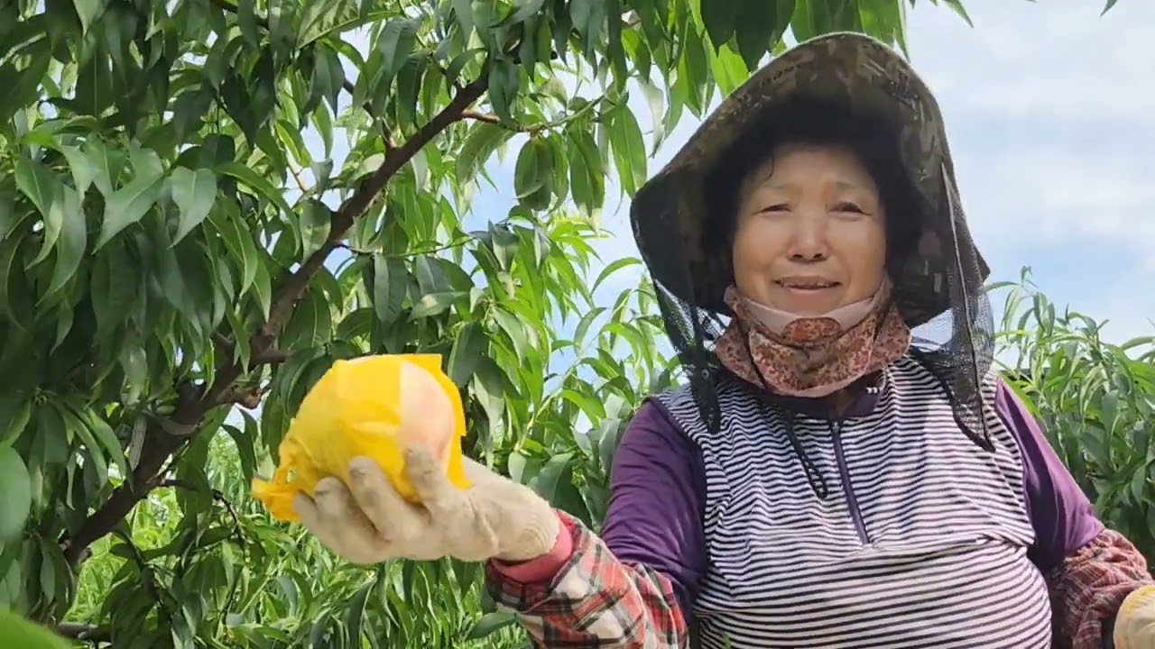 복숭아 출하 3탄