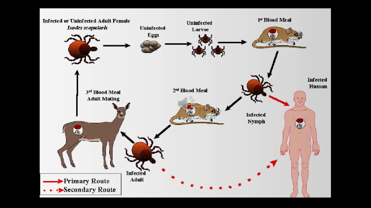 Жизненный цикл таежного клеща. Жизненный цикл иксодового клеща. Цикл развития иксодового клеща. Жизненный цикл иксодового клеща схема.