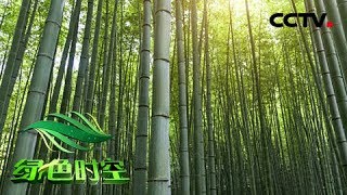 《绿色时空》亏本买卖 暗藏玄机 20180701 | CCTV农业