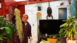 How To Grow and Propagate Tillandsia, Spanish Moss, Old Mans Beard  (Air Plants)