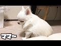 一緒に行けなかった事がかなりショックだった犬!一緒に行きたかったコハク