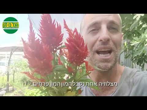 צלוזיה זנב שועל פורחת כמו לפיד בוער 