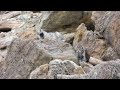 Pallas&#39;s Cat the Manul ,Ladakh India 🇮🇳, mammals of Ladakh